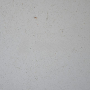 Sesame Limestone 